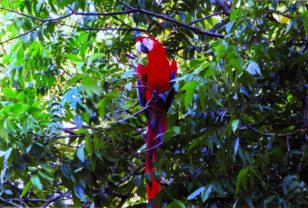 Scarlet macaw